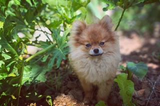 Hidden Valley Eco Retreat Trang An - 7