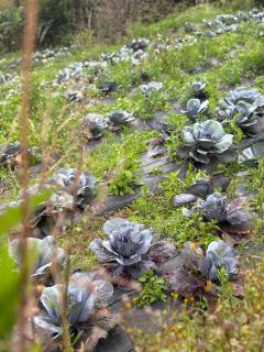 Pondok Kebun Sayur - 3