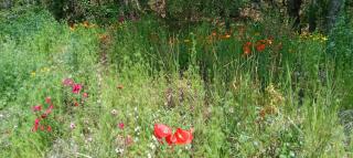 La Love Room de la forêt - 2