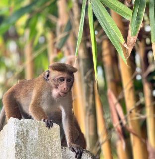 Villa Amber Breeze - 4