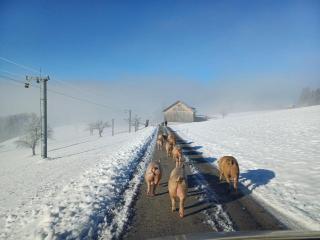 Blickfang Bregenzerwald - 3