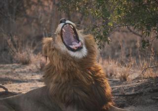 AfriCamps Hoedspruit - 1