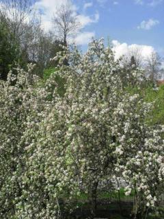 Sonnenbichl Wh 102 - 1