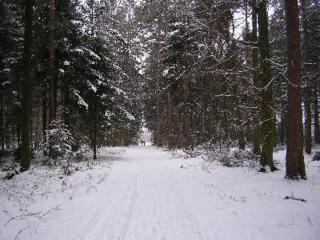 Nur Dach Ferienhaus Für Vier Personen - 5