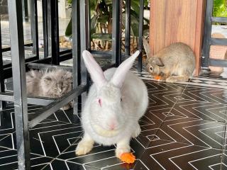 The Real Farm - Nguyen Shack - 1