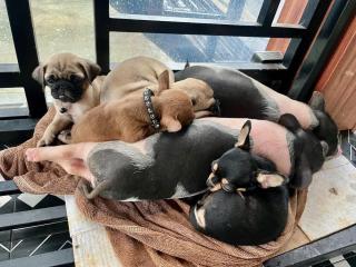 The Real Farm - Nguyen Shack - 2