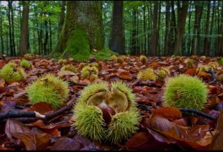 Residence Giardino - 2