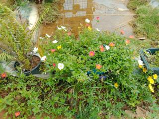 Recanto Beija-flor - 3