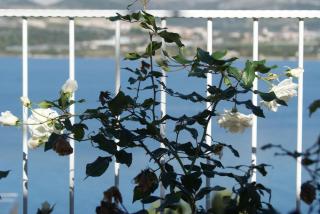Wohnung 1 Im Erdgeschos Mit Terrasse Und Meerblick - 4