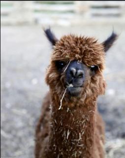 Adobe Cottage on Organic Farm Stay near Taos, New Mexico - 4