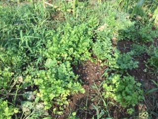 Strawberry Villa - Vacation STAY 17855 - 9