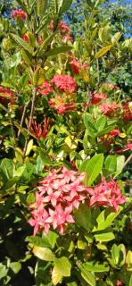 Bungalow face à la très belle plage de Cluny - 7