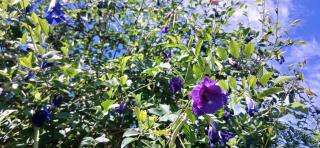 Bungalow face à la très belle plage de Cluny - 8