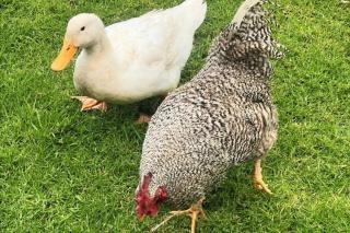 Tiny Huts Campsite - Free Massage Hot Tub Sauna Waterfall Nearby - 2