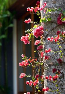 Amazing 3BDR-Villa Canggu/Seseh 2min walk to Beach - 1