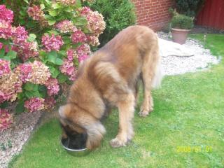 Ferienhaus Mit Umfriedetem Garten Und Terrassen - 9