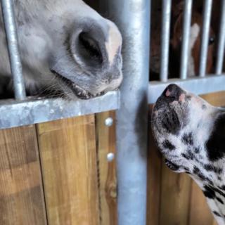 Appartement Loft Le Haras d'Agathe et ses princes - 6