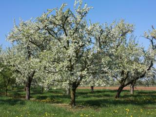 Gîte calme près du Lac de Madine, avec jardin privé, cuisine équipée et tout inclus - FR-1-585-64 - 4