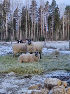 Koivistonpiha farmstay - 8