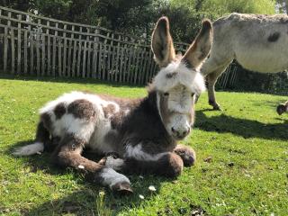 Wonderful thatched cottage in the New Forest National Park - 7