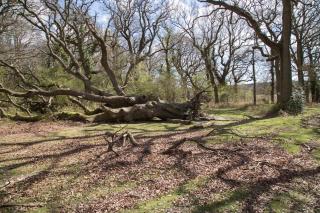 Wonderful thatched cottage in the New Forest National Park - 4