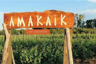 Cabaña Container en Viñedos - 7