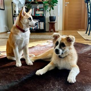 Hamar - Puffin Cottages & Rooms - 6