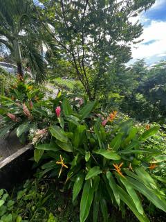 Grand studio Plaisance et Fleurs - 1