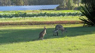 Blaxlands Kangaroo Homestead with Hot Tub walk to Concerts and Wineries - 9