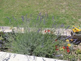 Apartments with parking space Kastel Stari, Kastela - 12104 - 1