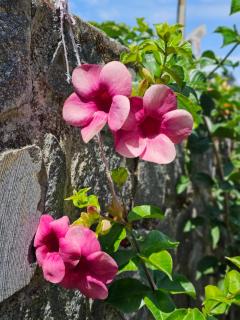 Dolphin Luxury villas - 6