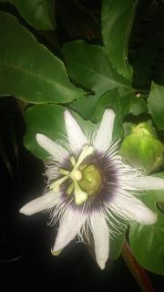 Kay Thaleya Chez l'habitant aux Trois Ilets - 2