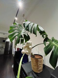 Large apartment city center - 1