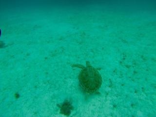 Kay Thaleya Chez l'habitant aux Trois Ilets - 1