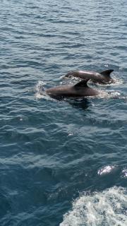 Kay Thaleya Chez l'habitant aux Trois Ilets - 1