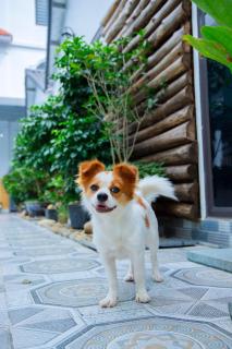 Dragon Hostel Homestay - 8