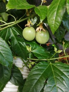 Gamla Komossa UF - 6