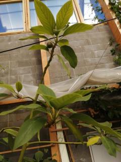 Gamla Komossa UF - 4