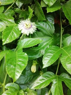 Gamla Komossa UF - 2