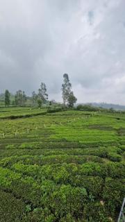 Meadows mist ooty - 1