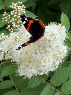Spacious & bright house, former historical school - 2
