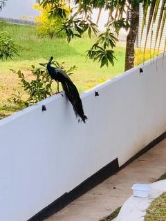 Dreamscape Villa - Mirissa - 5