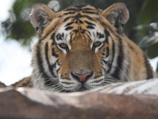 Zabini Lodge Rooms With Private Pools - 1