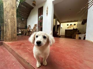 Ishanyu Guest Cottages - 9