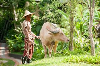 Keemala - Birds Nest Pool Villa - 3