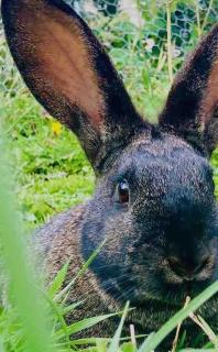 Domaine des Rochaules - 9