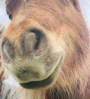 Domaine des Rochaules - 3