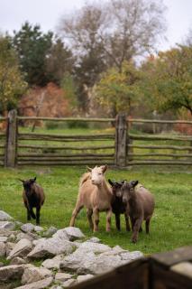 Будинок Вікінгів - 9