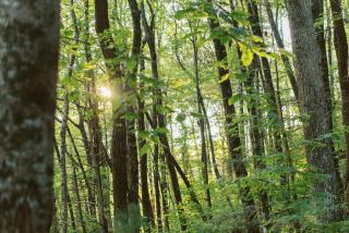 Secluded 4WD Getaway with Mountain Views and Hot Tub - 1