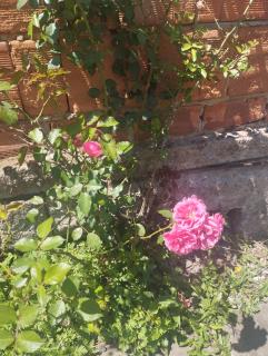 Casa inteira com pátio - 8